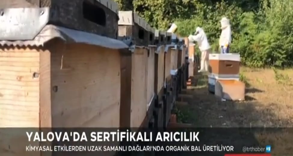 YALOVA’DA SERTİFİKALI ARICILIK