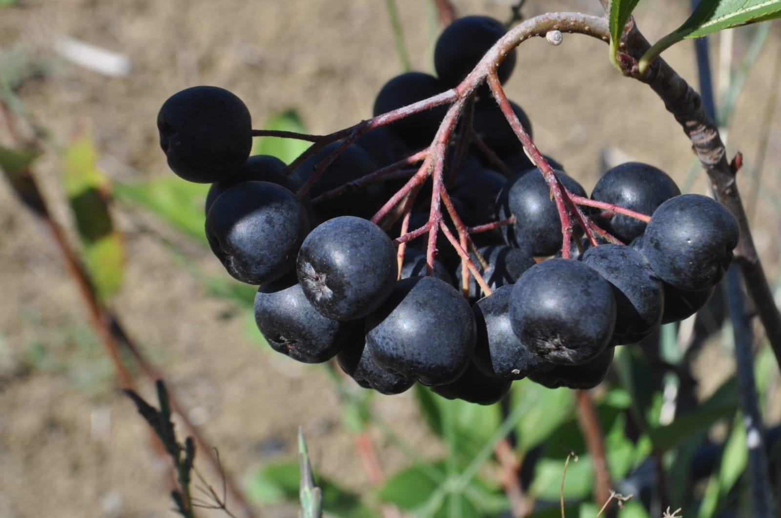 WhatsApp Image 2022-09-11 at 13.37.22