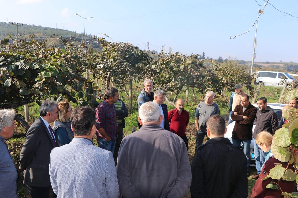 kivi kök çürüklüğü (3)