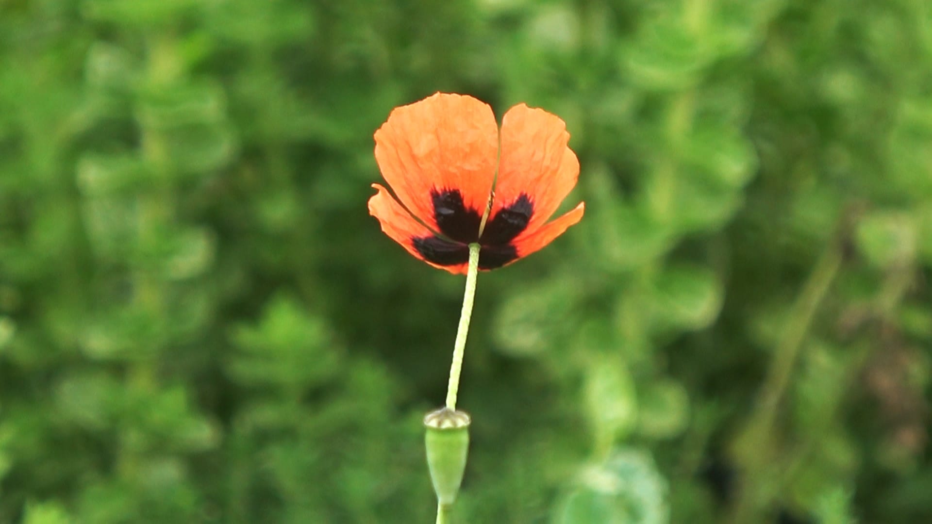 ALTINOVA BELEDİYESİ TIBBİ VE AROMATİK BİTKİLER BAHÇESİ ŞİFA MERKEZİNE DÖNÜYOR