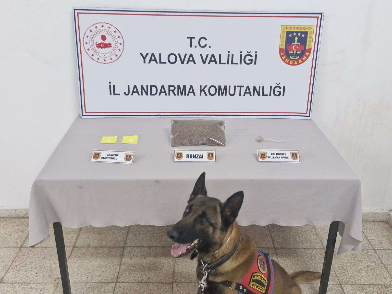 köpekli operasyon