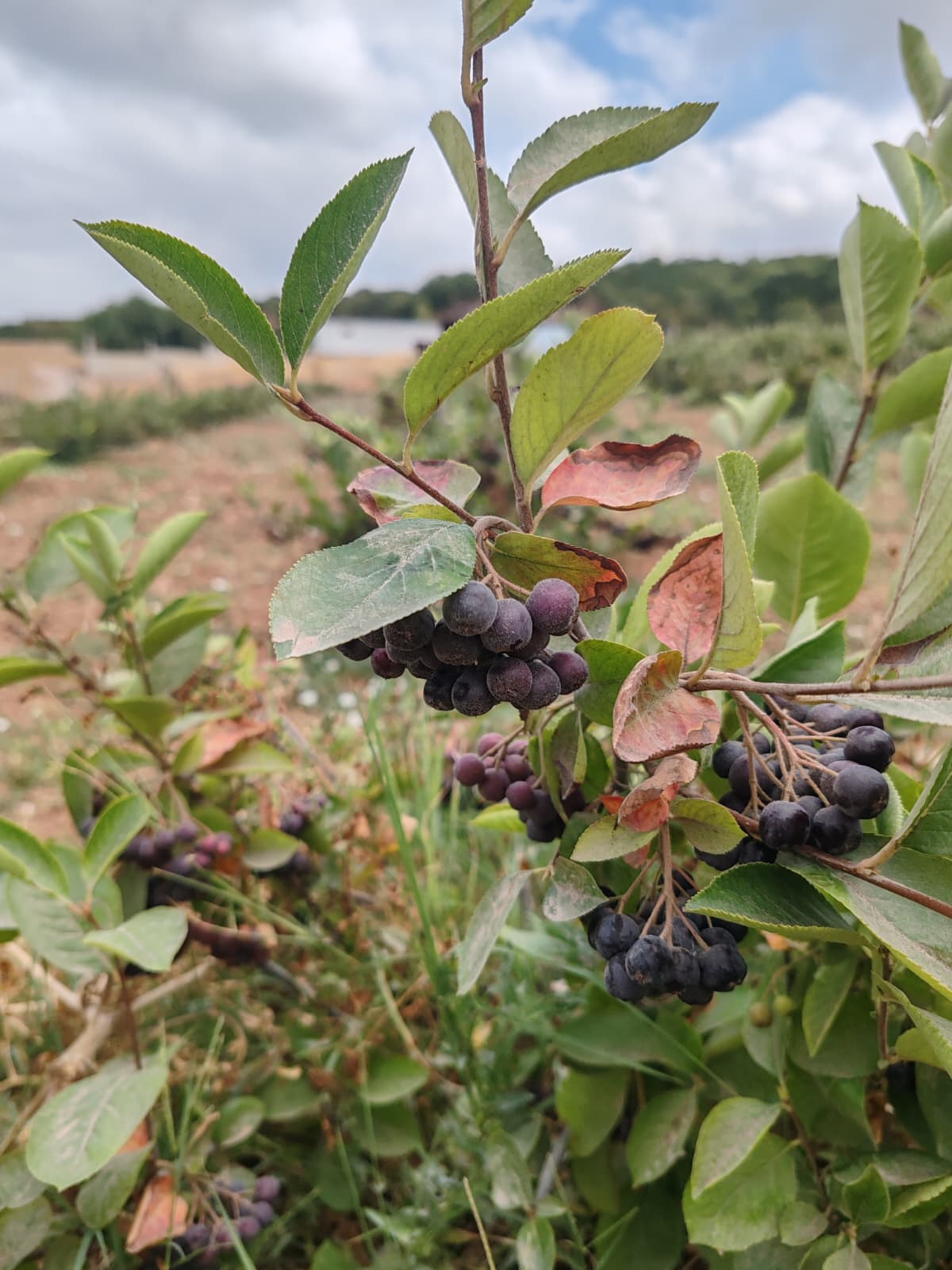 aronya hasat uyarısı (3)