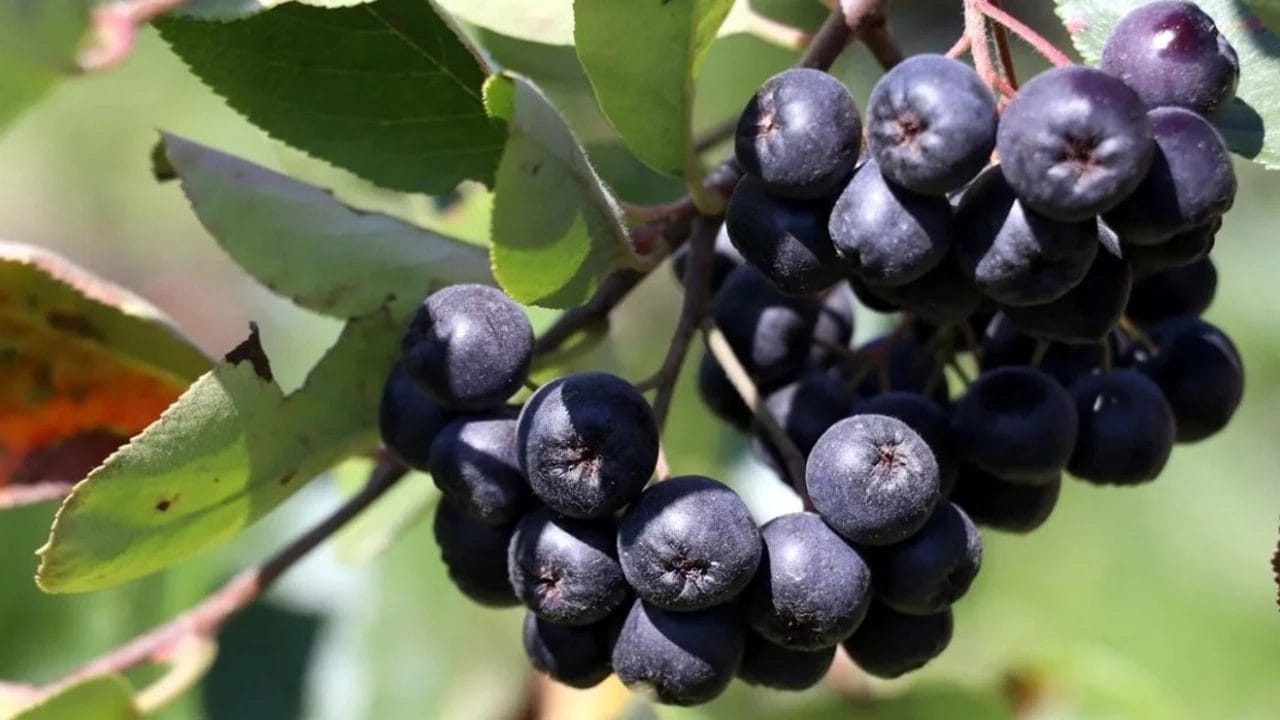 aronya festivali (1)