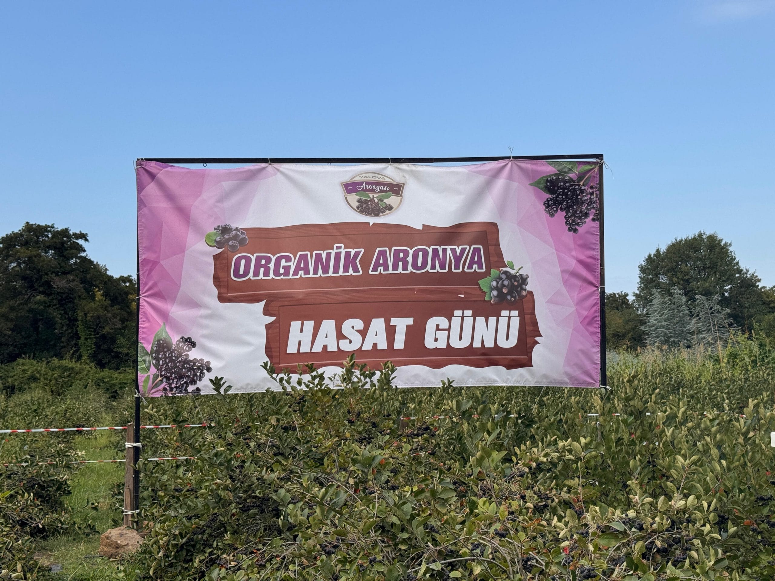 500 TON REKOLTE BEKLENİYOR