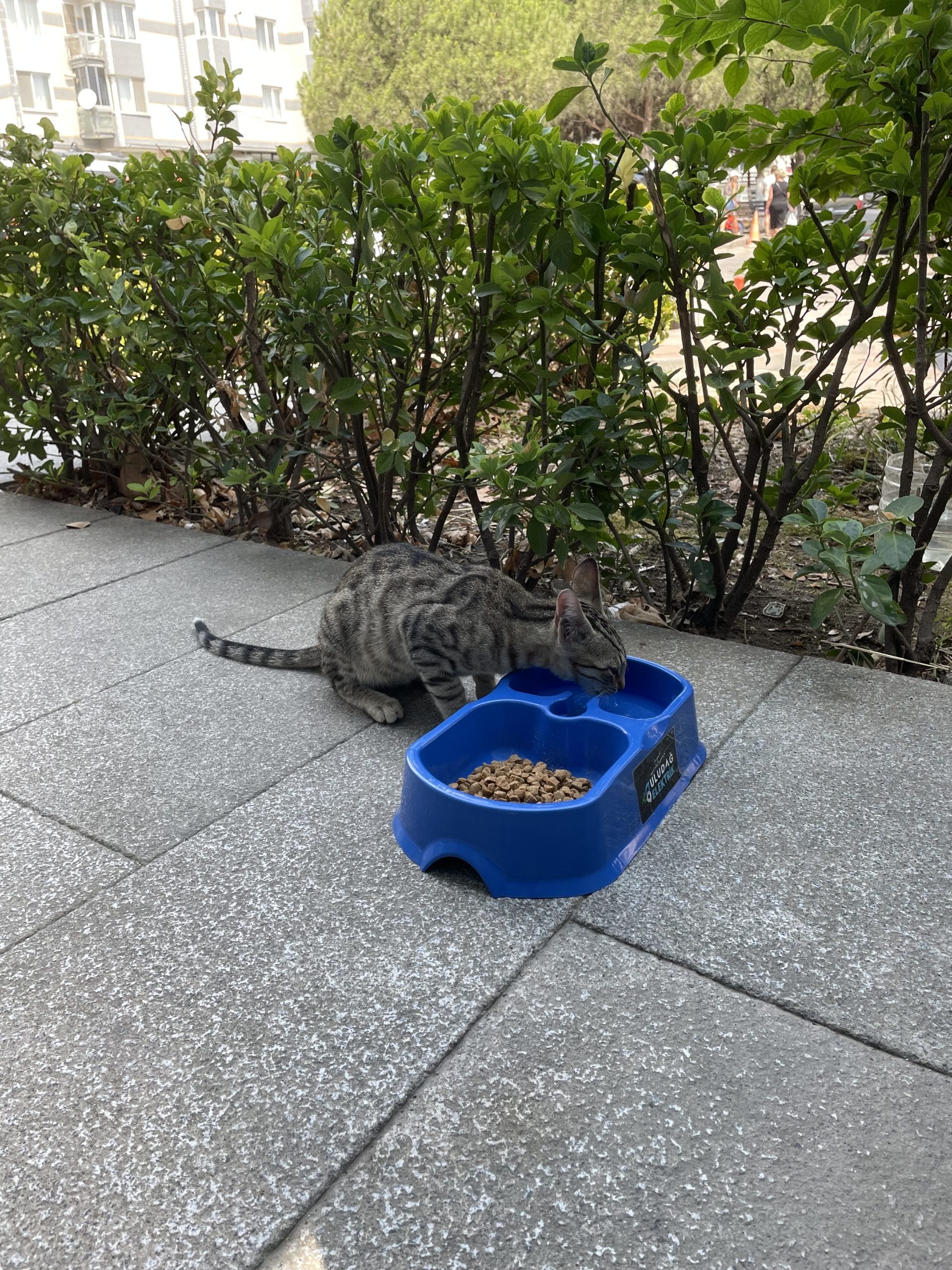 SOKAK HAYVANLARINA UMUT OLDULAR